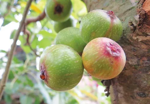 10 cách tự nhiên chữa táo bón mạn tính ảnh 5