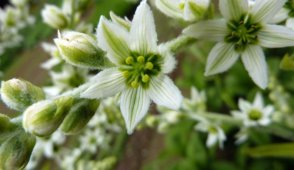 Những loài hoa đẹp và độc chết người ảnh 3