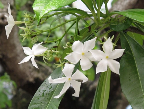 Những loài hoa đẹp và độc chết người ảnh 6