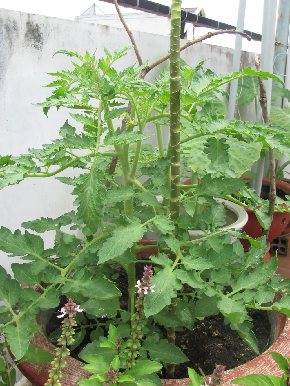 10 lý do bạn nên ăn cà chua thường xuyên ảnh 3