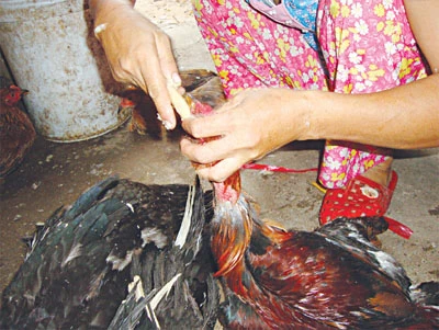 Phẫn nộ những kiểu kiếm tiền quá sức tàn ác ảnh 4