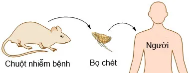 Triệu chứng bệnh dịch hạch và phòng ngừa ảnh 1 Triệu chứng bệnh dịch hạch và phòng ngừa ảnh 1