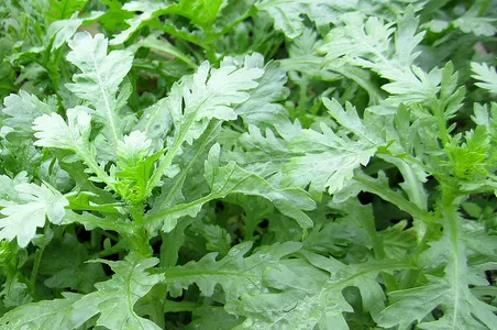 Hạ huyết áp bằng rau quả ảnh 2