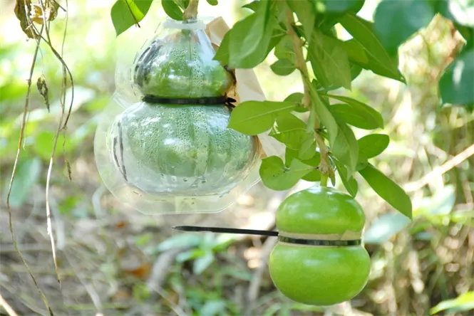 Cận cảnh quy trình sản xuất đào tiên hồ lô 1,4 triệu/cặp ảnh 3