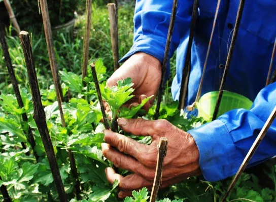 Tất bật trên những đồng hoa cúc Tết ảnh 10