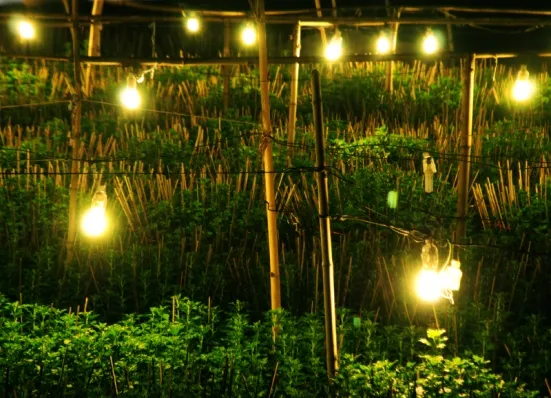 Tất bật trên những đồng hoa cúc Tết ảnh 7