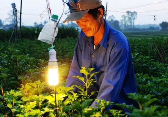 Tất bật trên những đồng hoa cúc Tết ảnh 8