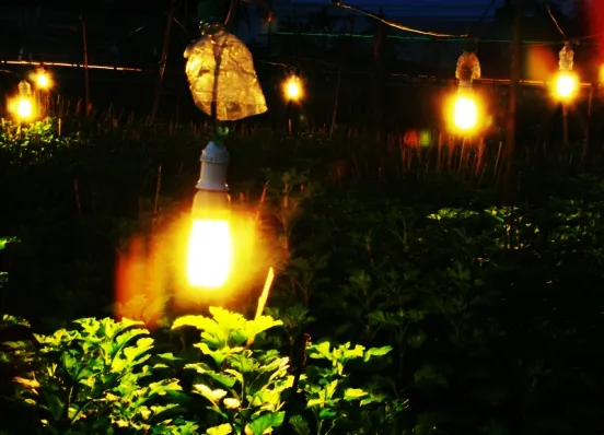 Tất bật trên những đồng hoa cúc Tết ảnh 9