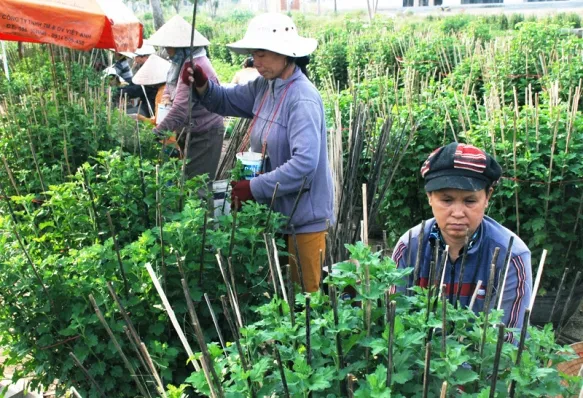 Tất bật trên những đồng hoa cúc Tết ảnh 11