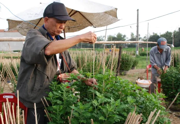 Tất bật trên những đồng hoa cúc Tết ảnh 13