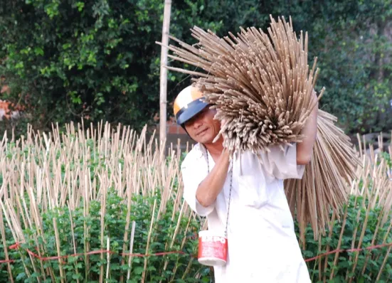 Tất bật trên những đồng hoa cúc Tết ảnh 16