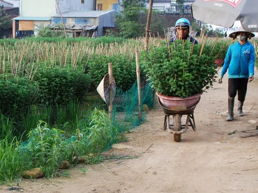 Tất bật trên những đồng hoa cúc Tết ảnh 14