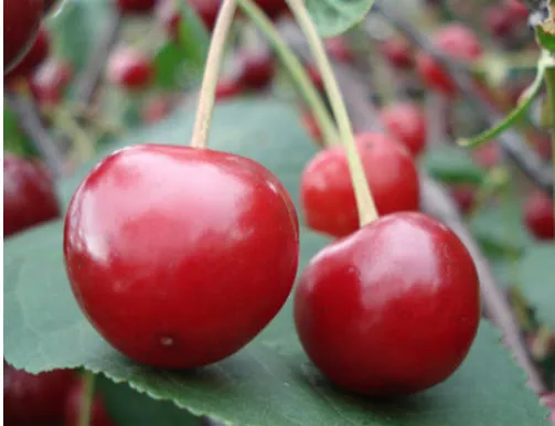 Những thực phẩm giúp giảm đau đầu ảnh 6 Những thực phẩm giúp giảm đau đầu ảnh 6