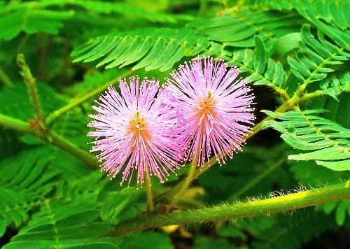 10 dược liệu dân gian chữa đau lưng hiệu quả ảnh 8 10 dược liệu dân gian chữa đau lưng hiệu quả ảnh 8