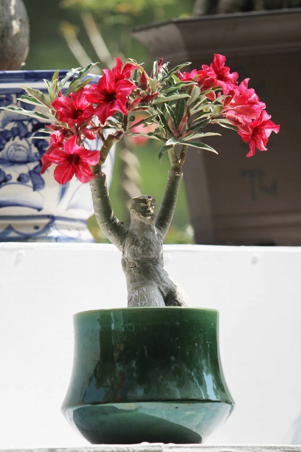 Độc đáo Hội hoa xuân TP.HCM 2015 ảnh 3