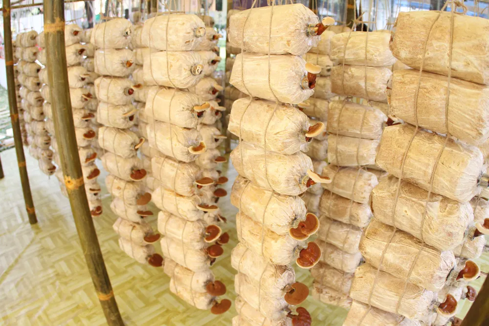 Độc đáo Hội hoa xuân TP.HCM 2015 ảnh 5