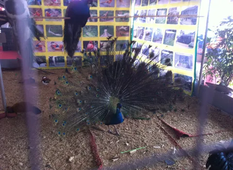 Gà hoàng gia, chim hoàng đế vào cỗ Tết nhà giàu ảnh 1 Gà hoàng gia, chim hoàng đế vào cỗ Tết nhà giàu ảnh 1