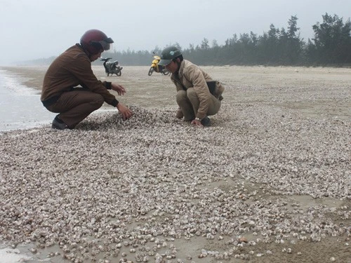 Sò lông, ốc hương dạt vào phủ kín bờ biển ảnh 1
