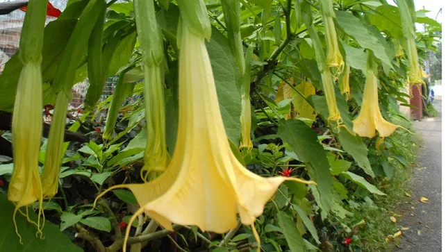 Sự thật ‘hơi thở của quỷ’ xuất hiện tại Việt Nam ảnh 5 Sự thật ‘hơi thở của quỷ’ xuất hiện tại Việt Nam ảnh 5