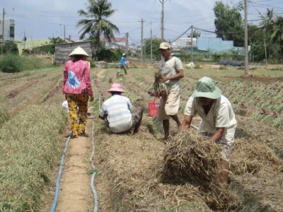 Hành tím Vĩnh Châu rớt giá, nông dân không có lời ảnh 3