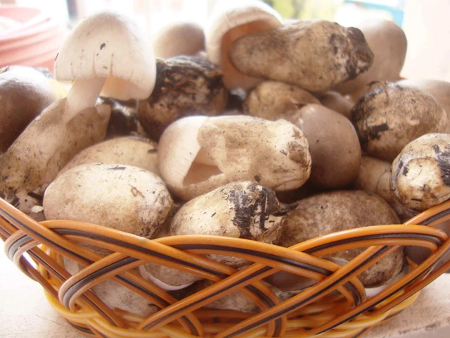 Nấm rơm ngừa ung thư, chữa bệnh liệt dương ảnh 1