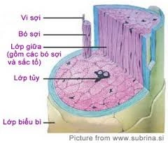 10 loại thực phẩm dưỡng tóc lý tưởng ảnh 1