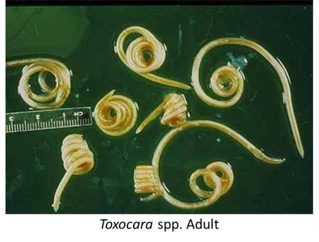 10 loại ký sinh trùng trong mắt có thể gây mù ảnh 3 10 loại ký sinh trùng trong mắt có thể gây mù ảnh 3