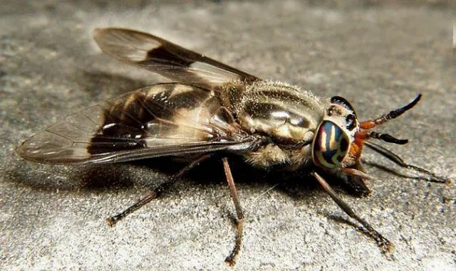 10 loại ký sinh trùng trong mắt có thể gây mù ảnh 4 10 loại ký sinh trùng trong mắt có thể gây mù ảnh 4