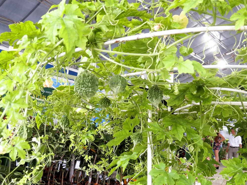 'Hàng độc' tại hội chợ triển lãm giống nông nghiệp ảnh 4 'Hàng độc' tại hội chợ triển lãm giống nông nghiệp ảnh 4