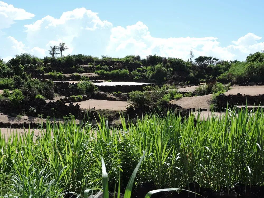 Hút hồn vẻ đẹp ruộng bậc thang giữa biển Đông ảnh 3 Hút hồn vẻ đẹp ruộng bậc thang giữa biển Đông ảnh 3