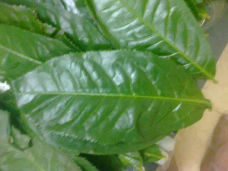 8 thực phẩm tăng cường sự tập trung ảnh 3