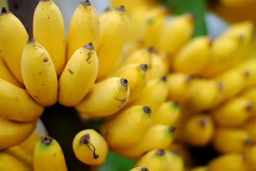 Có thật ăn chuối không làm tăng cân? ảnh 1