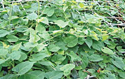 4 loại gia vị giúp mái tóc thêm dày ảnh 1