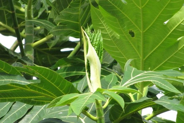 Sa kê trị tiểu đường ảnh 2