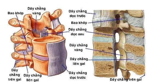Đau tê từ bụng xuống chân coi chừng bị hẹp ống sống ngực ảnh 1