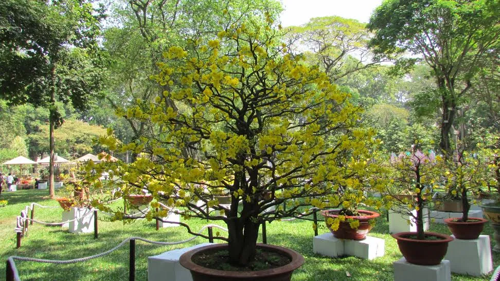 Rộn ràng khai mạc Hội hoa xuân Tết Bính Thân ảnh 2