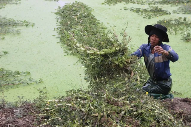 Trồng rau nhút thu hàng chục triệu mỗi tháng ảnh 4 Trồng rau nhút thu hàng chục triệu mỗi tháng ảnh 4