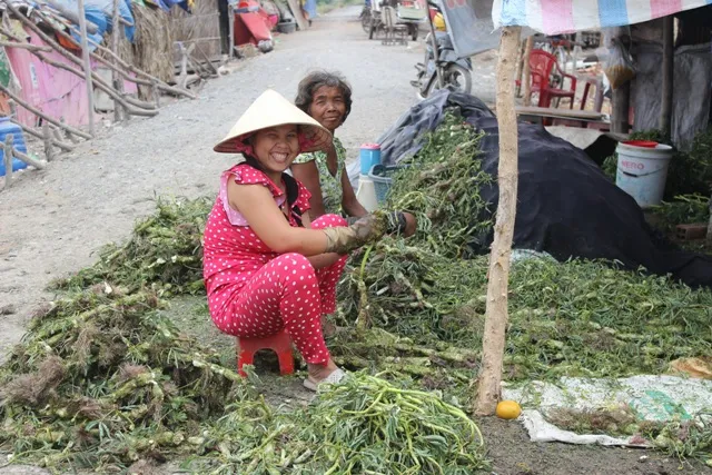 Trồng rau nhút thu hàng chục triệu mỗi tháng ảnh 8 Trồng rau nhút thu hàng chục triệu mỗi tháng ảnh 8