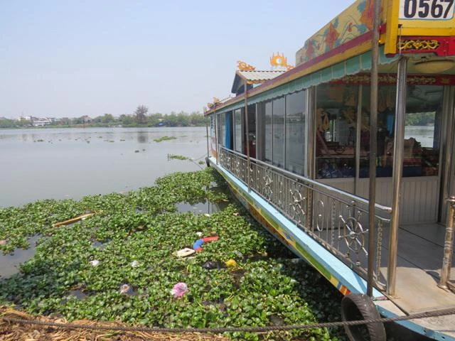 Lục bình ‘tấn công’ sông Hương ảnh 1