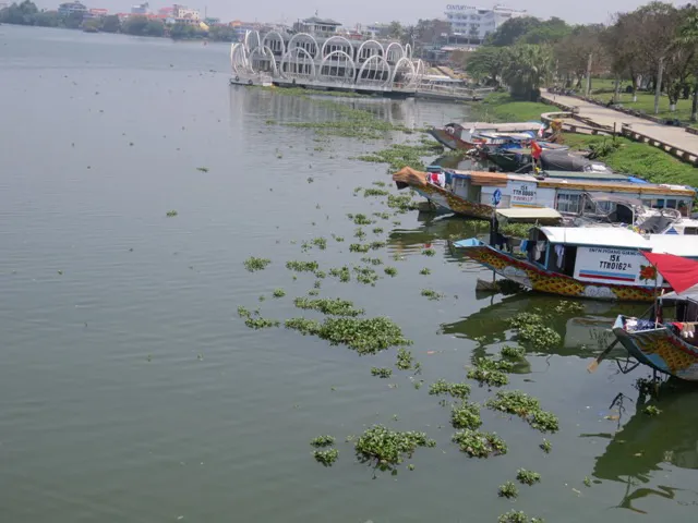 Lục bình ‘tấn công’ sông Hương ảnh 3
