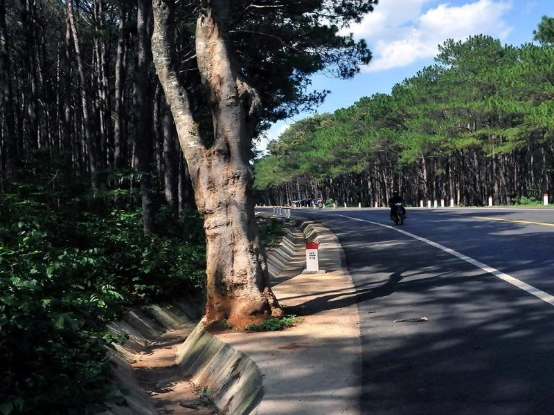 Một đoạn mương bị nắn cong để giữ lại cây muồng.