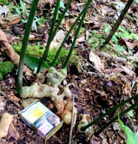 Cây sâm Ngọc Linh 7 nhánh quý hiếm trong vườn nhà ông Lĩnh