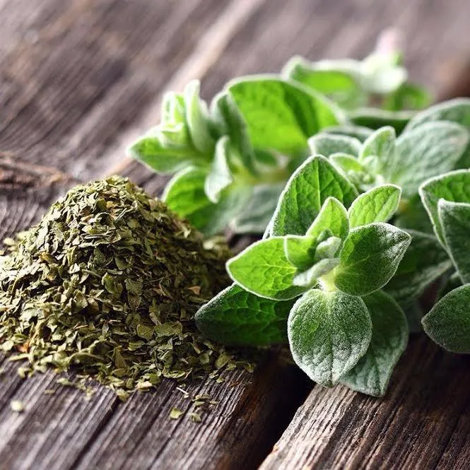 Kinh giới oregano rất hiệu quả trong chống nấm candida