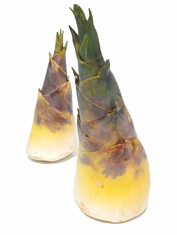 măng tươi