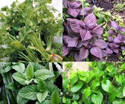 rau gia vị