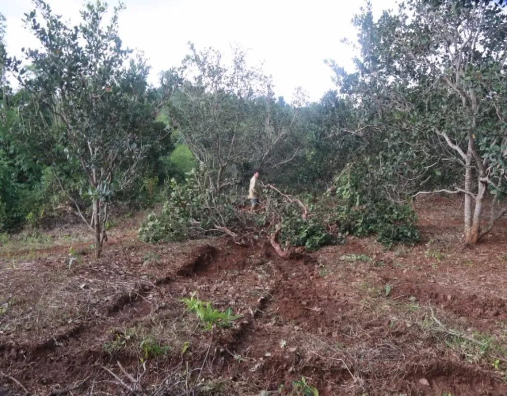 Vườn điều bị ủi đổ của người dân