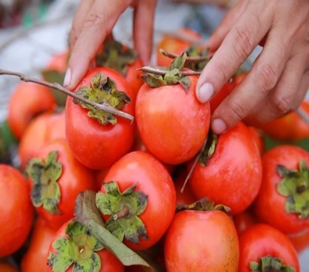 hồng trứng việt nam