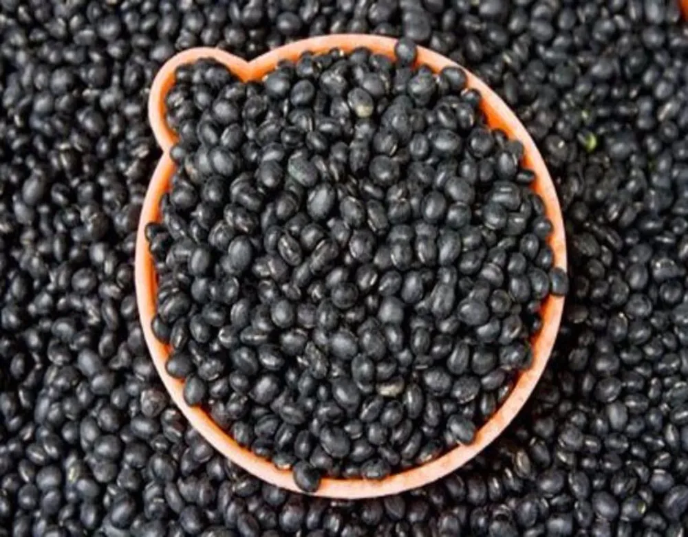 đậu đen