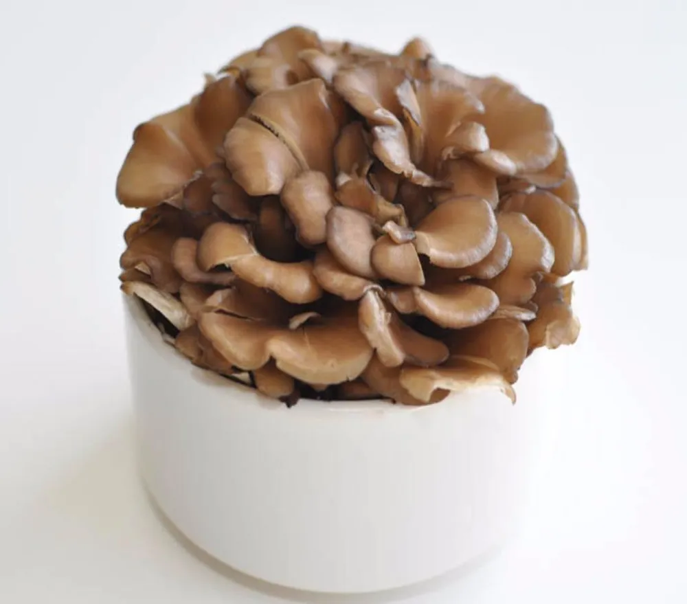Nấm maitake