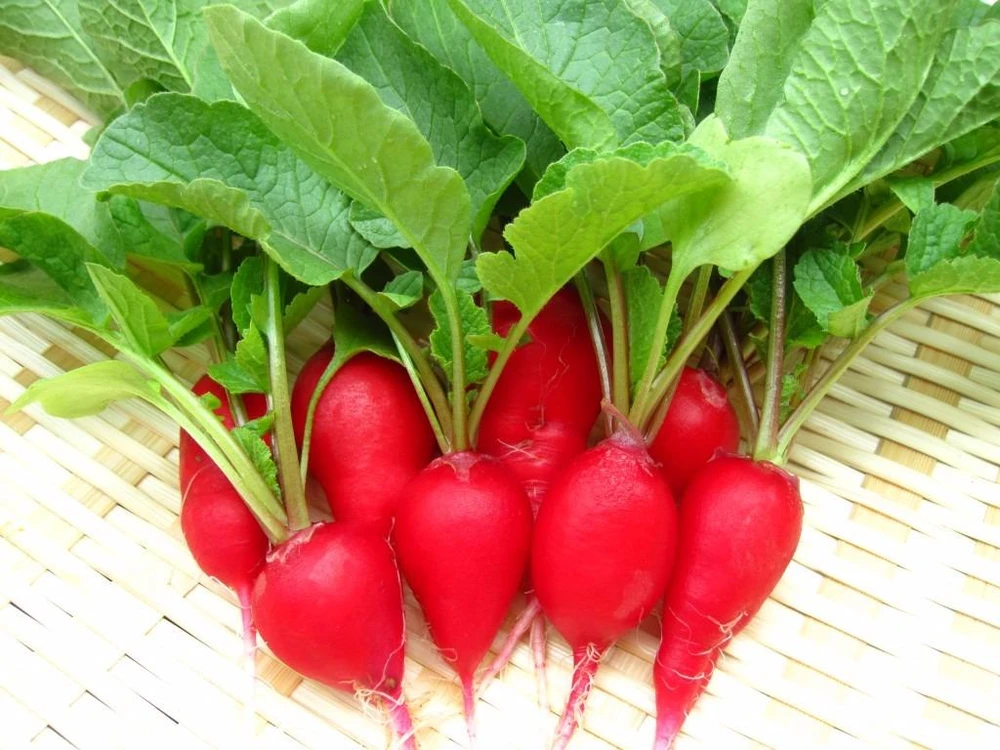 củ cải đường